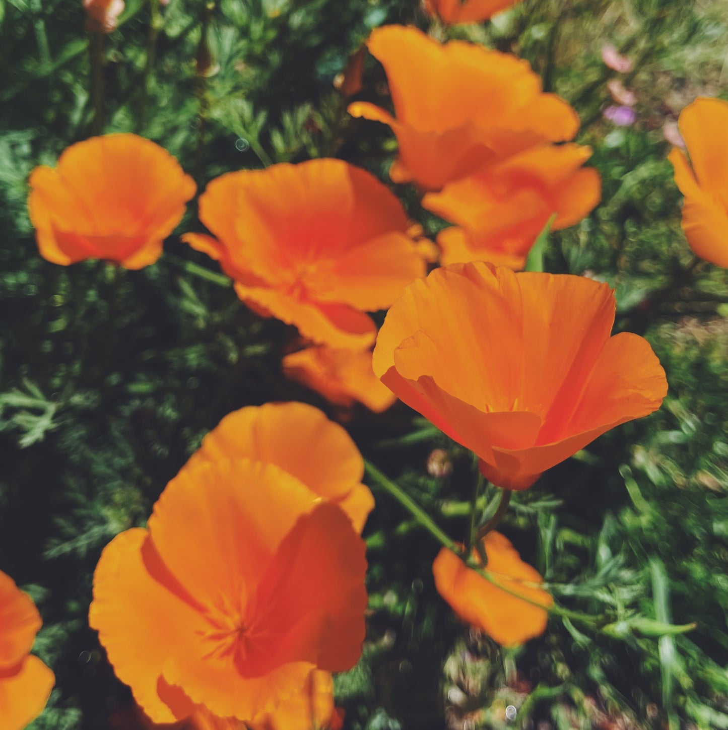 California Poppy Whole Plant Tincture