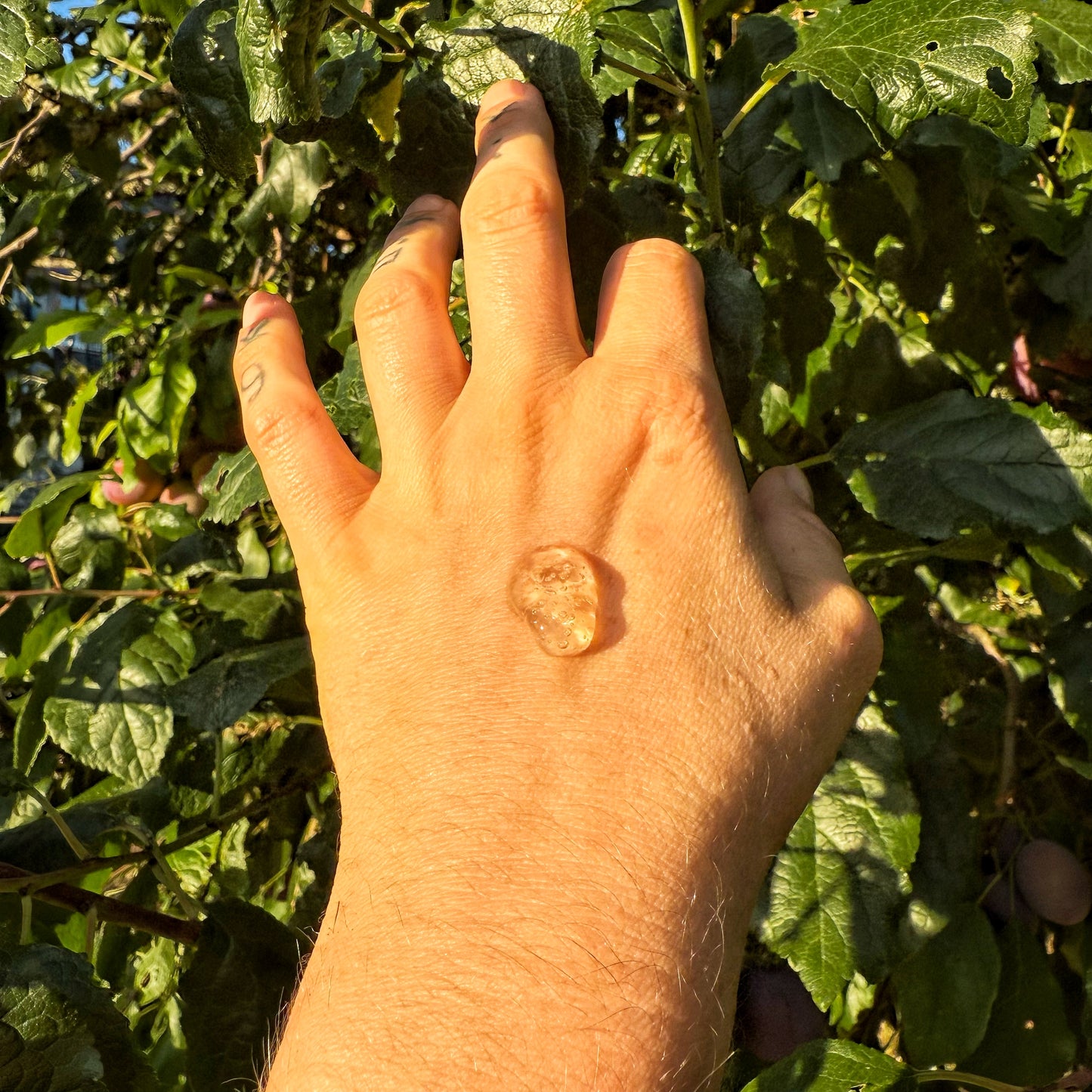 Moon Jelly Botanical Hydro-Jelly