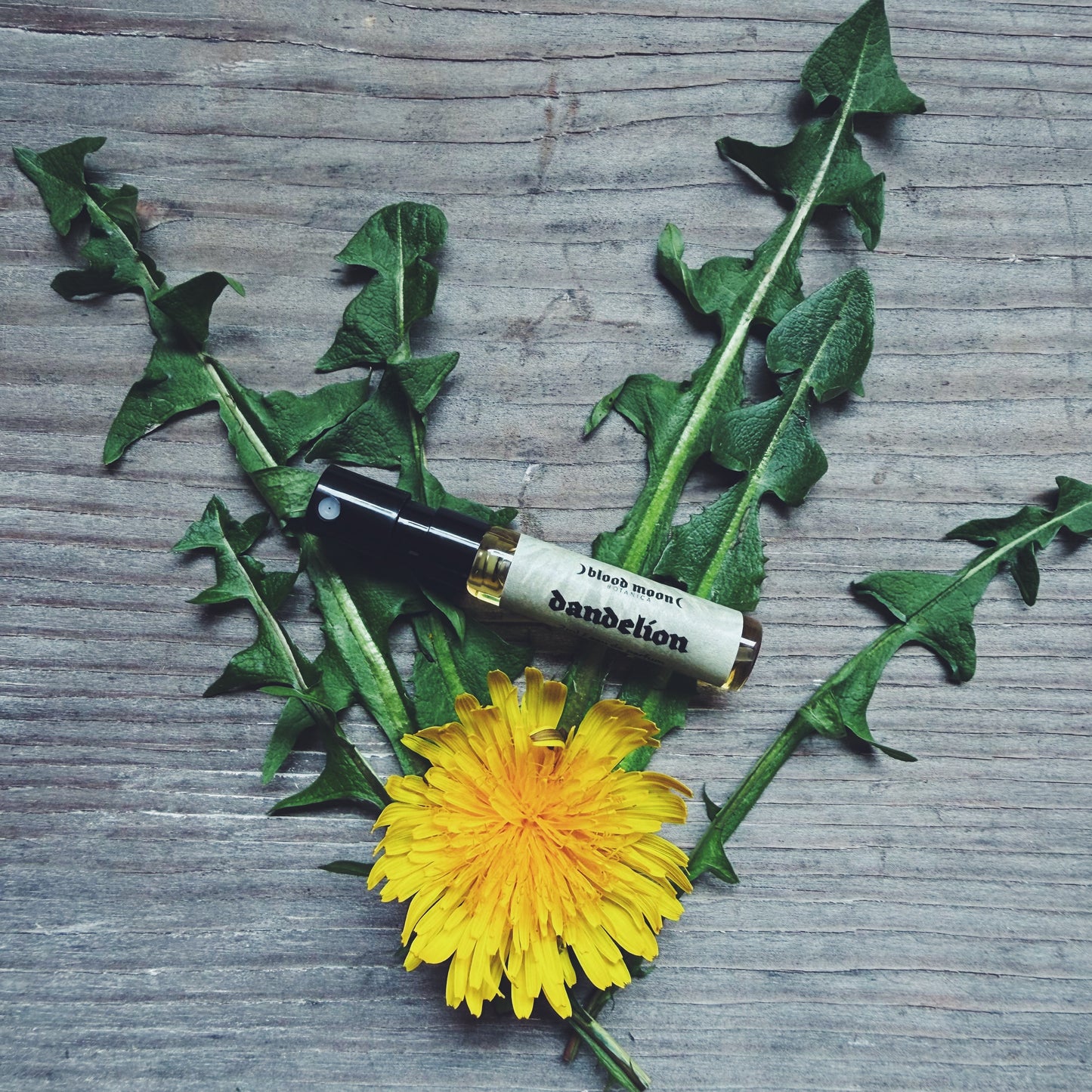 Dandelion Eau de Parfum - Honeyed Yellow Flower, Bitter Greens, Roasted Root, Vetiver