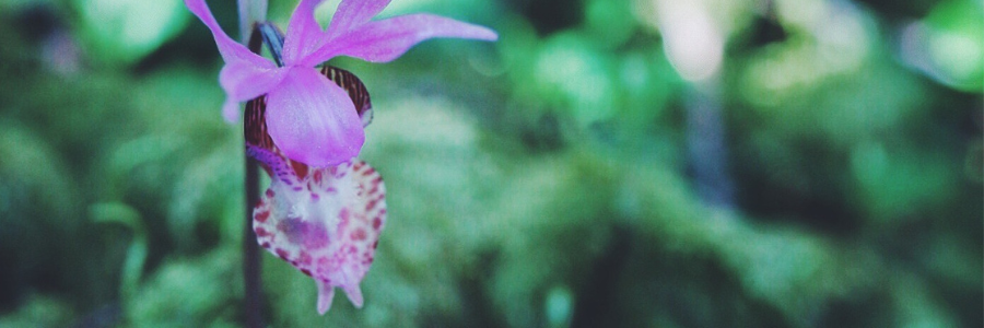 Blood Moon Botanica